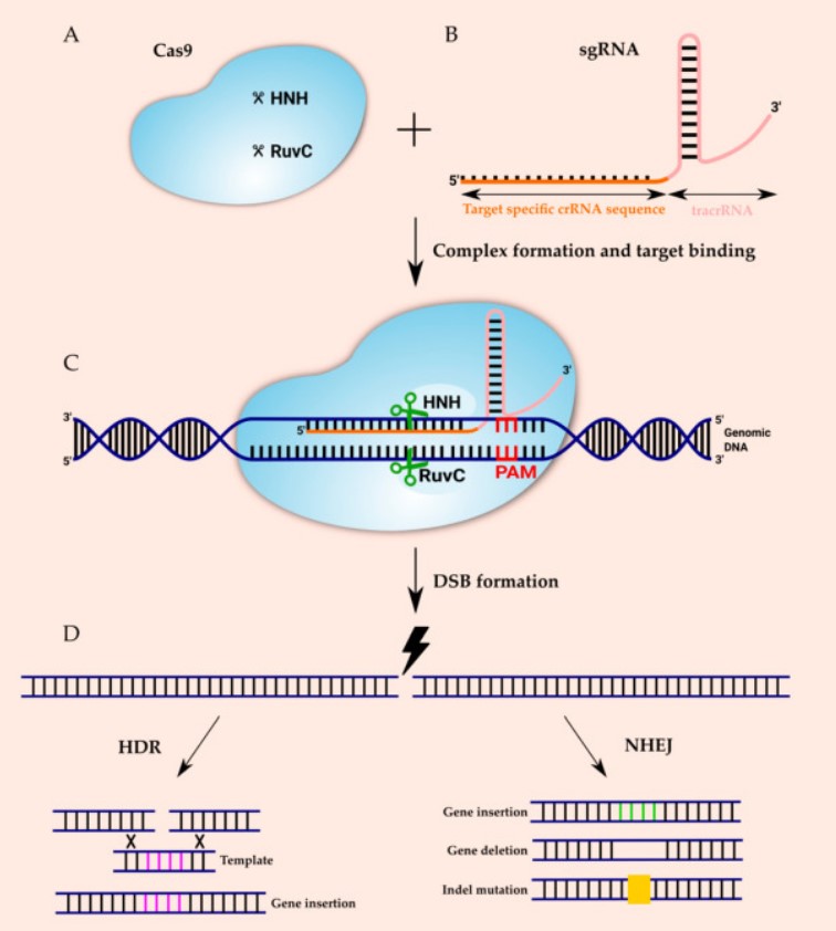 Schematic diagram of the CRISPR–Cas 9 system molecular mechanism