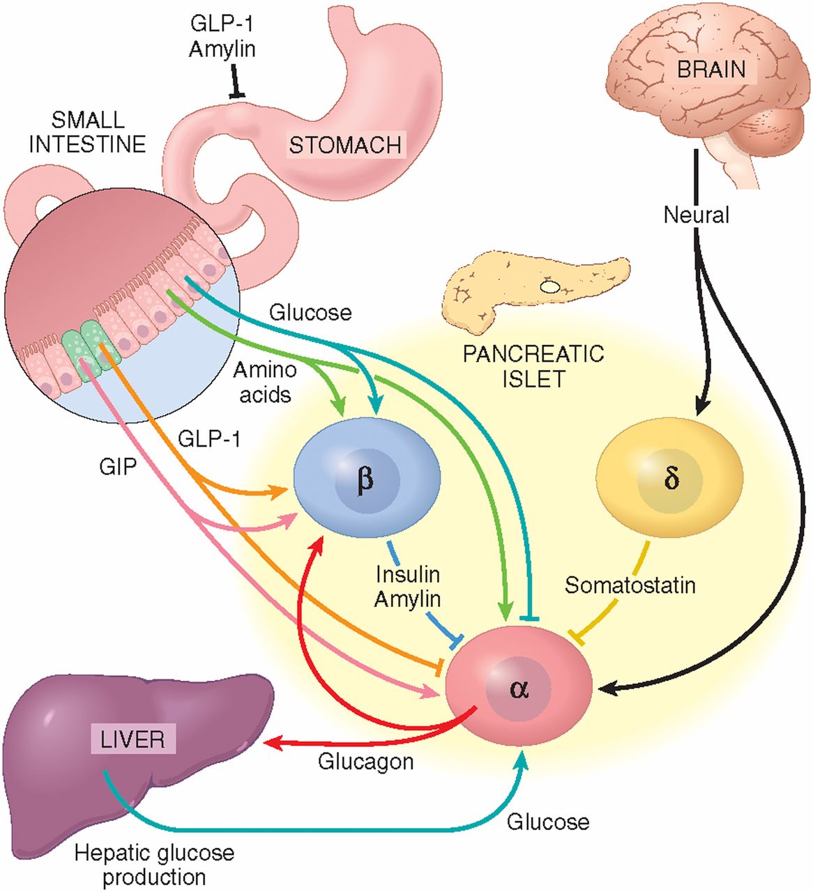 Individual controls of glucagon secretion