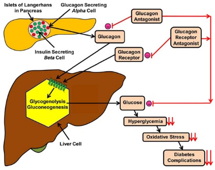 Glucagon Signaling Pathway