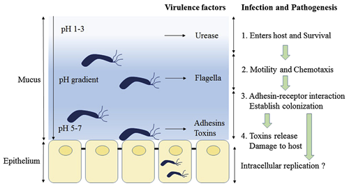 Schematic diagram of Helicobacter pylori infection and pathogenesis
