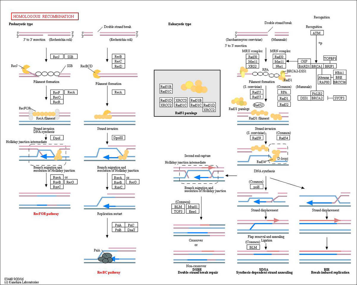 Immunology Resource Library Creative Diagnostics