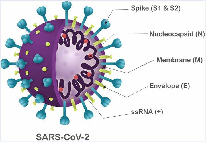 Human Coronaviruses Immunoassays