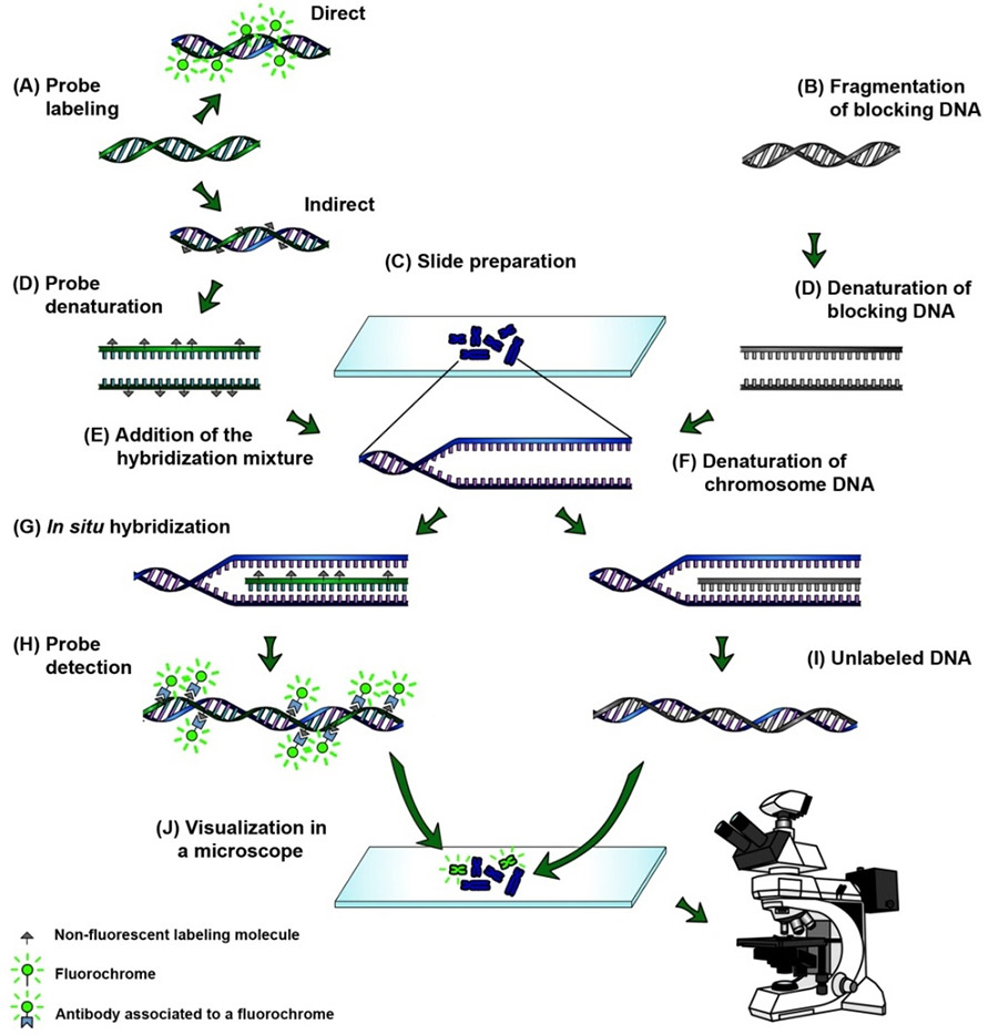 The process of genomic in situ hybridization