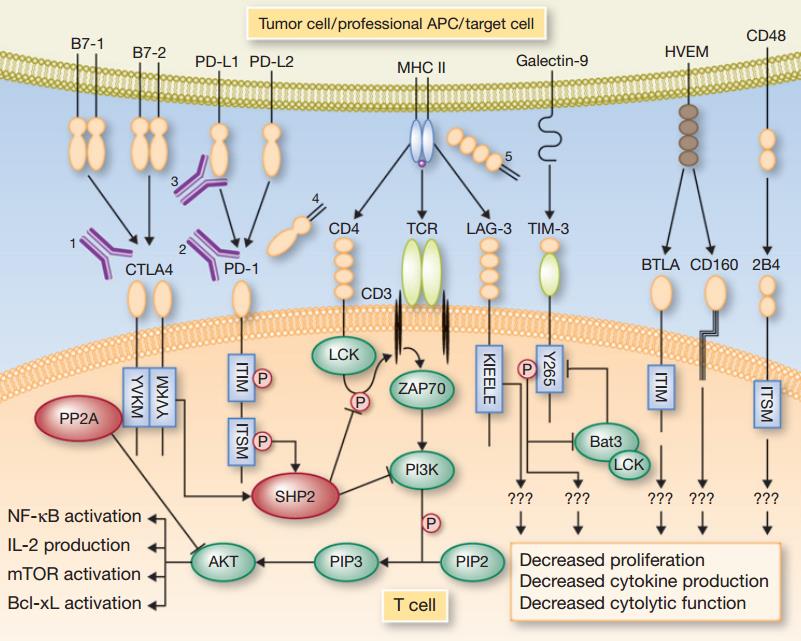 Immunology Resource Library - Creative Diagnostics