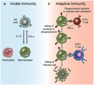 immunity innate adaptive bacteria intracellular infection creative diagnostics cd8 defense figure against