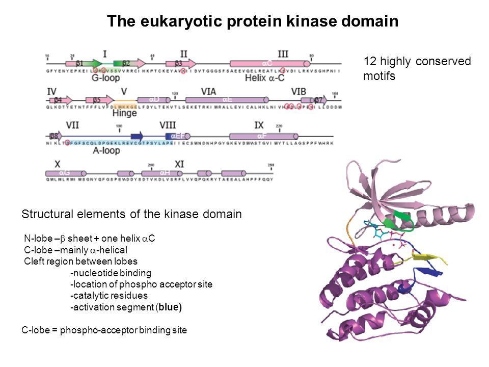 Intracellular Kinases Creative Diagnostics