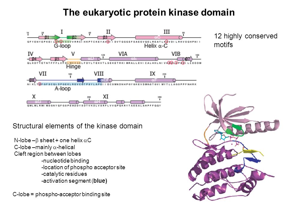 The eukaryotic protein kinase domain Structural elements