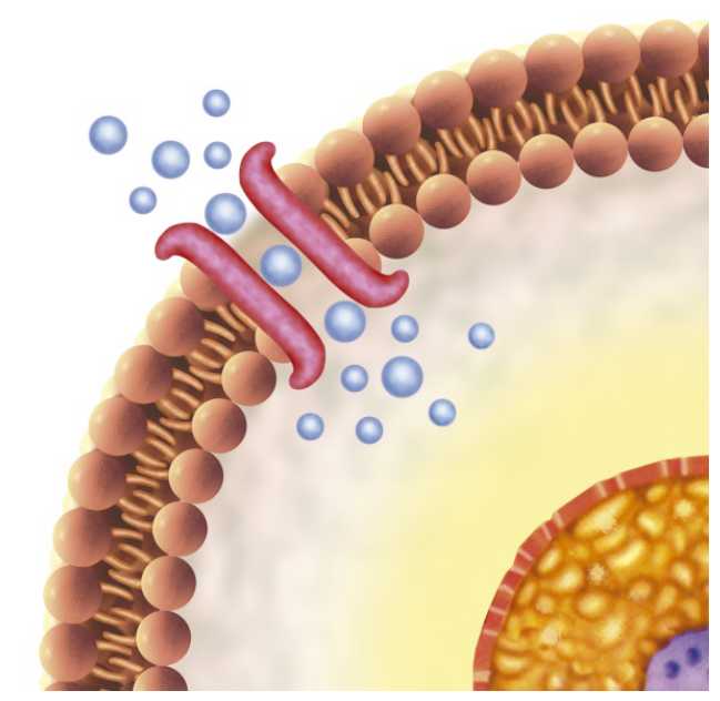 Ion Channels and Cardiovascular