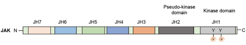 The domain structure of JAKs
