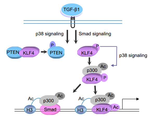 KLF4 signaling pathway involving TGF-β1