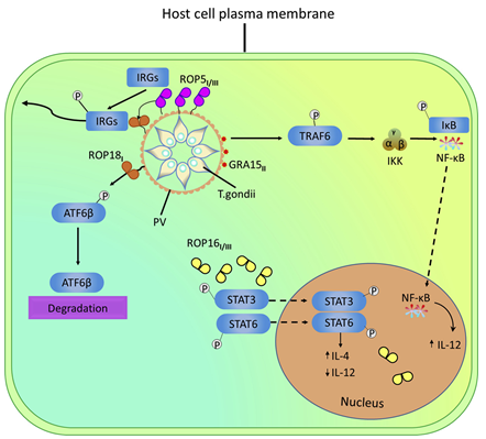 Modulation of innate immunity by secretory proteins ROP5, ROP16 and ROP18