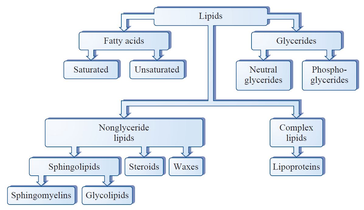 Lipids are commonly subdivided into four main groups.