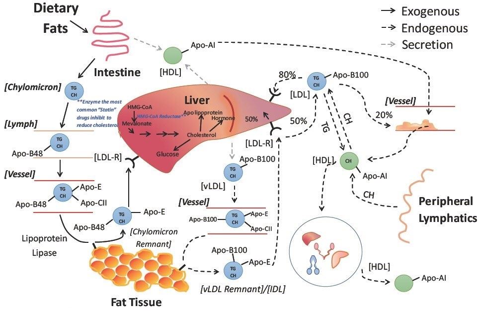 Lipid metabolism in liver.