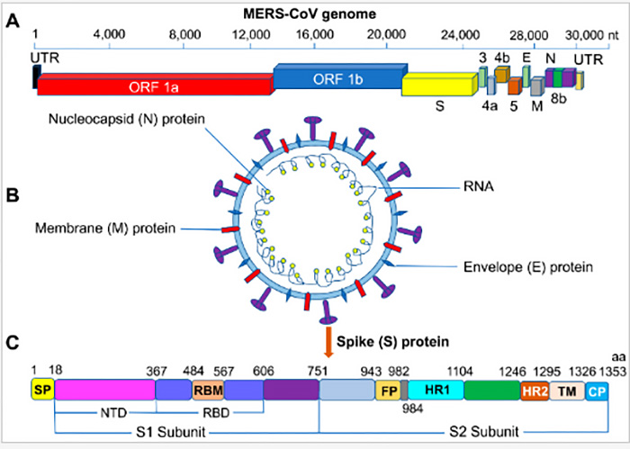 MERS-CoV Antigens and Antibodies