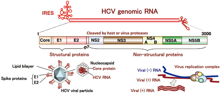 Structure of HCV