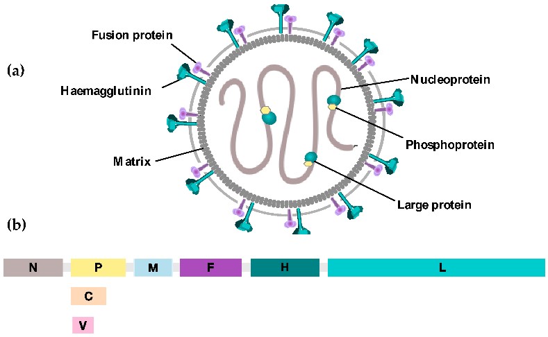 Measles Virus Antigens for the Detection of Antibodies