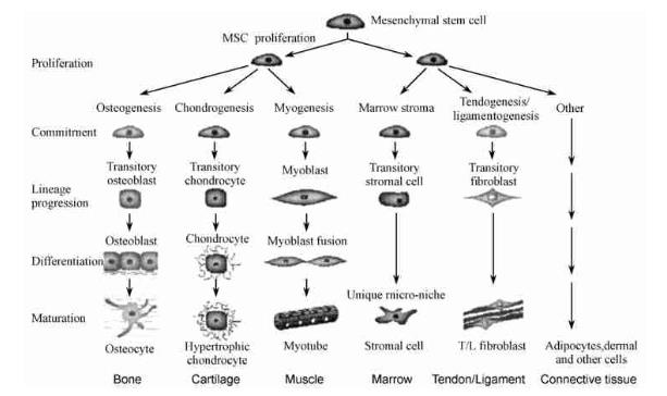 The differentiation process of mesenchymal stem cells