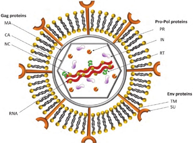 Leukemia Virus Antigens - Creative Diagnostics