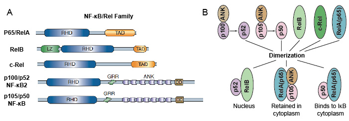The 5 protein and their homo/heterodimeric complexes of NF-kB family