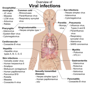 Overview of the main manifestations of viral infection