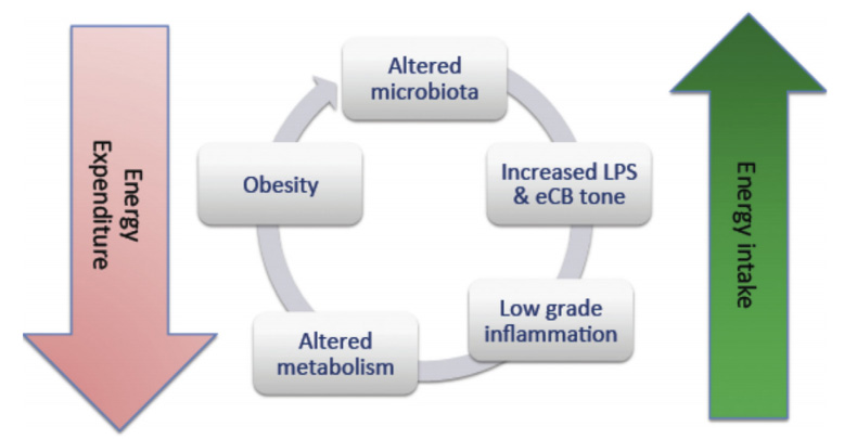 The characteristics of obesitys