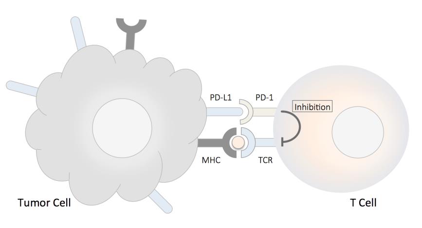 PD-1/PD-L1 Signaling Pathway