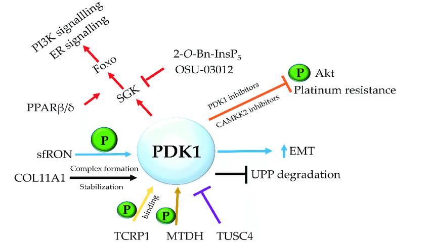 PDK-1 Signaling Pathway