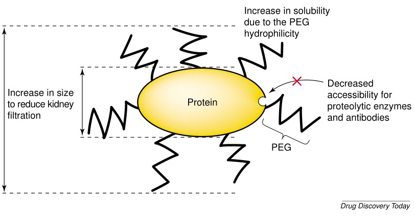 Main advantages of PEGylated protein2