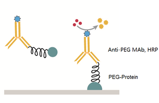 PEGylated proteins