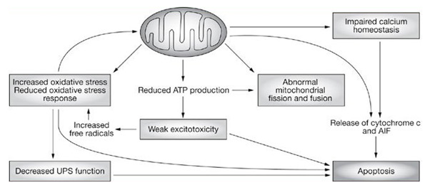 Parkinson's Disease Pathway - Creative Diagnostics