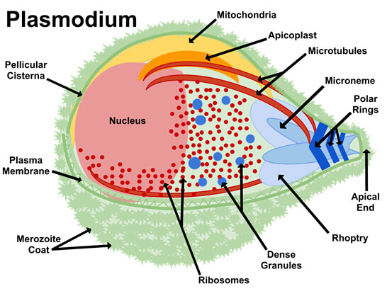 Unusual features of Plasmodium