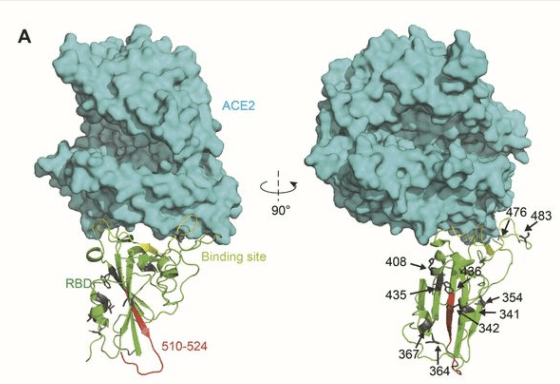 Fig. 1: Spatial location of the mutant amino acids and the fragment 510-524.