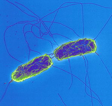 S. Typhi bacteria