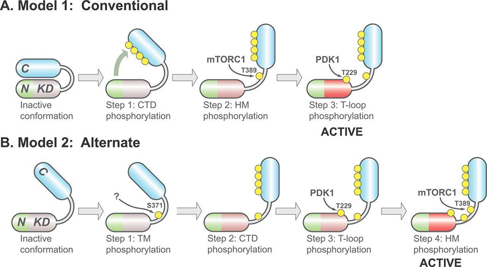 Stepwise activation of S6K1 via multi-site phosphorylation