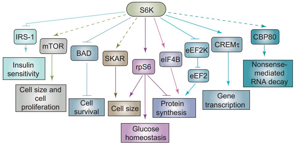 Downstream effectors of S6 kinase