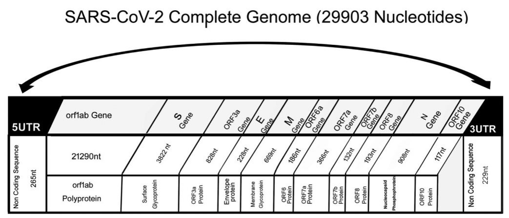 Fig. 1: SARS-CoV-2 Complete Genome (Source: Genomic characterization of a novel SARS-CoV-2)