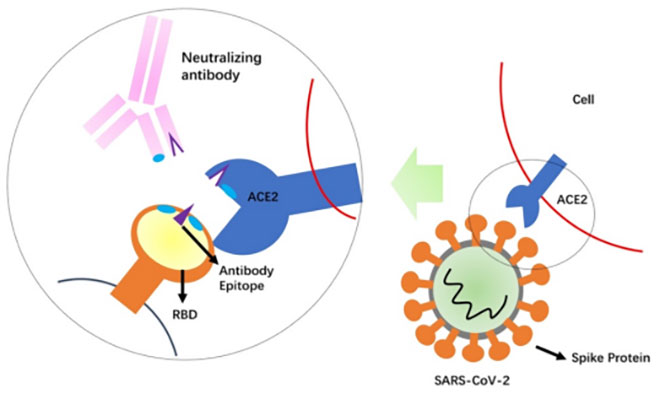 Fig. 1 Schematic mechanism of the neutralizing antibodies.<br />
(Source: Perspectives on therapeutic neutralizing antibodies  against the Novel Coronavirus SARS-CoV-2)