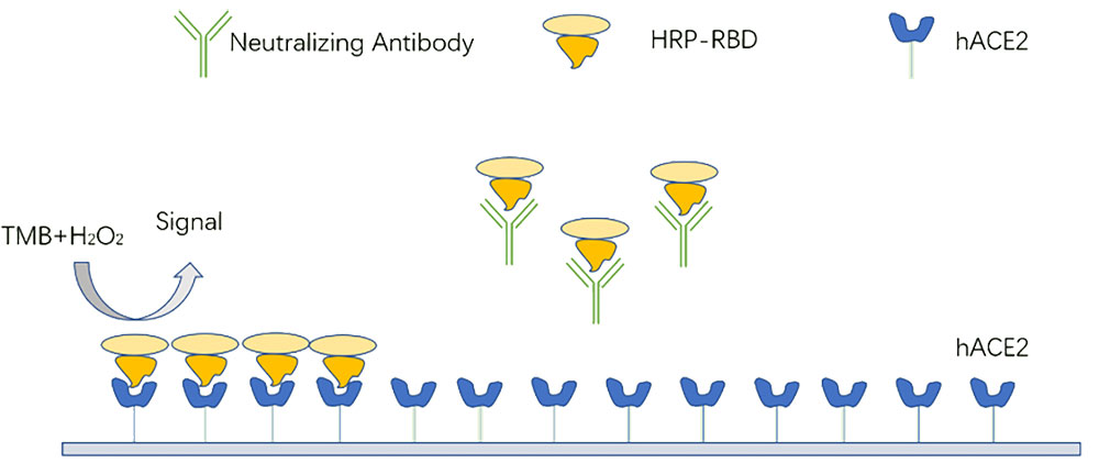 Figure 1. Assay Principle of Creative Diagnostics SARS-CoV-2 Neutralizing Antibody ELISA Kit (CD Cat# DEIASL055)