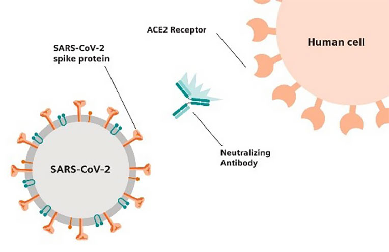 Figure 3. Neutralizing Antibody blocking S protein<br />
from binding to ACE2 Receptor.