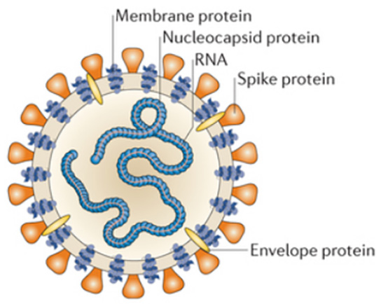 Fig. The Viral Structure of SARS-CoV Source: Nature Reviews \ Microbiology
