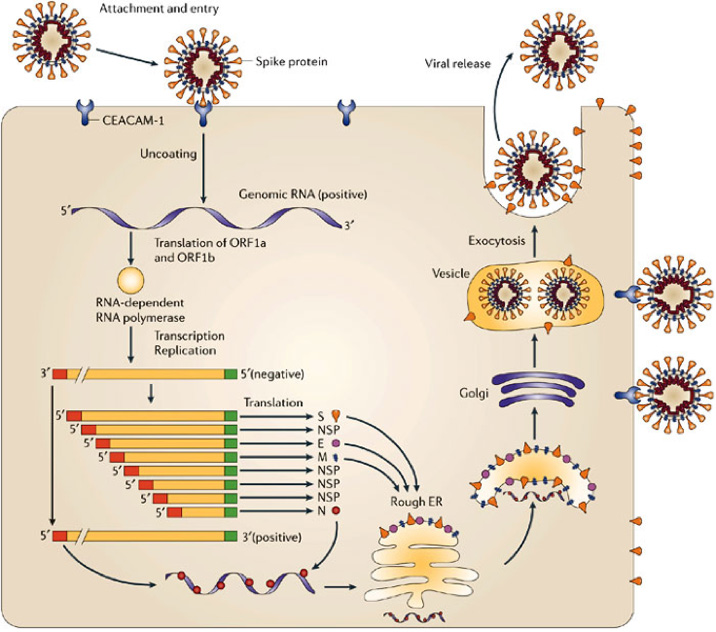 Signal Pathway of Coronavirus’ Replication