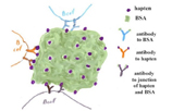 Small Molecule Antibodies