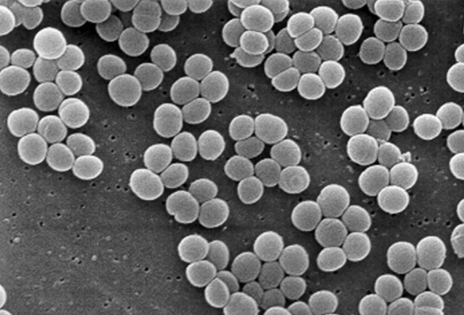 Staphylococcus aureus bacteria taken from a vancomycin intermediate resistant culture (VISA)