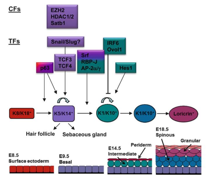  Critical morphological/molecular events and transcriptional/chromatin regulators of epidermal development