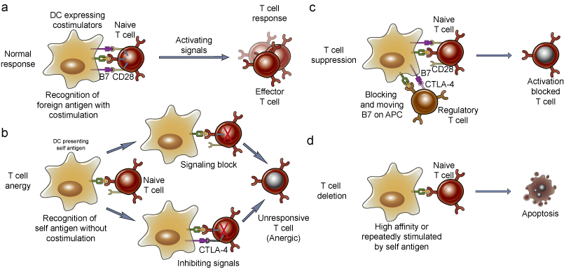 Mechanisms of peripheral T cell tolerance