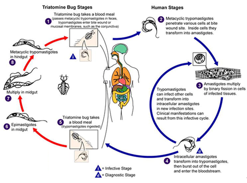 Life cycle of Trypanosoma cruzi