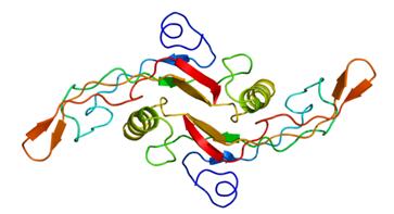 Structure of the TGFB1 protein
