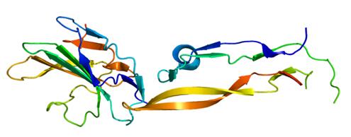 Structure of the TGFB3 protein