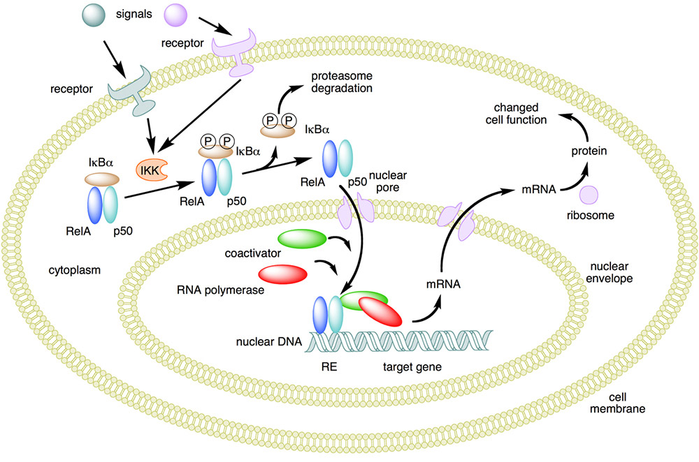 The NF-kB Signaling Pathway