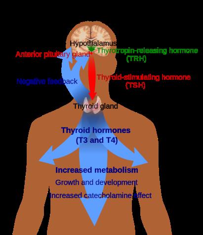 Thyroid Hormone Signaling Pathway
